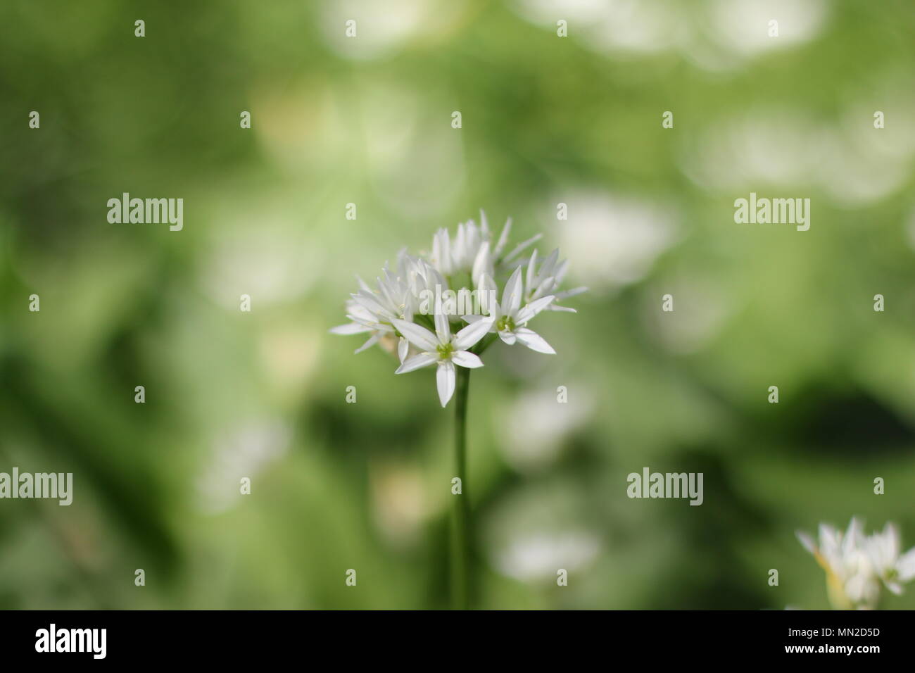 Fleurs blanches de l'Allium ursinum (ramsons) Banque D'Images