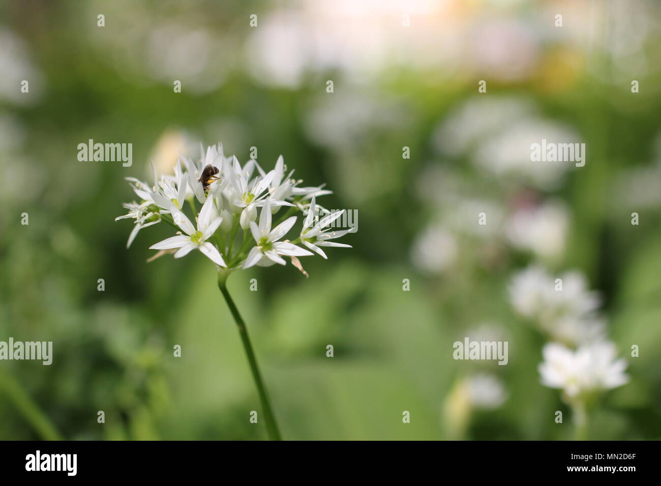 Fleurs blanches de l'Allium ursinum (ramsons) Banque D'Images