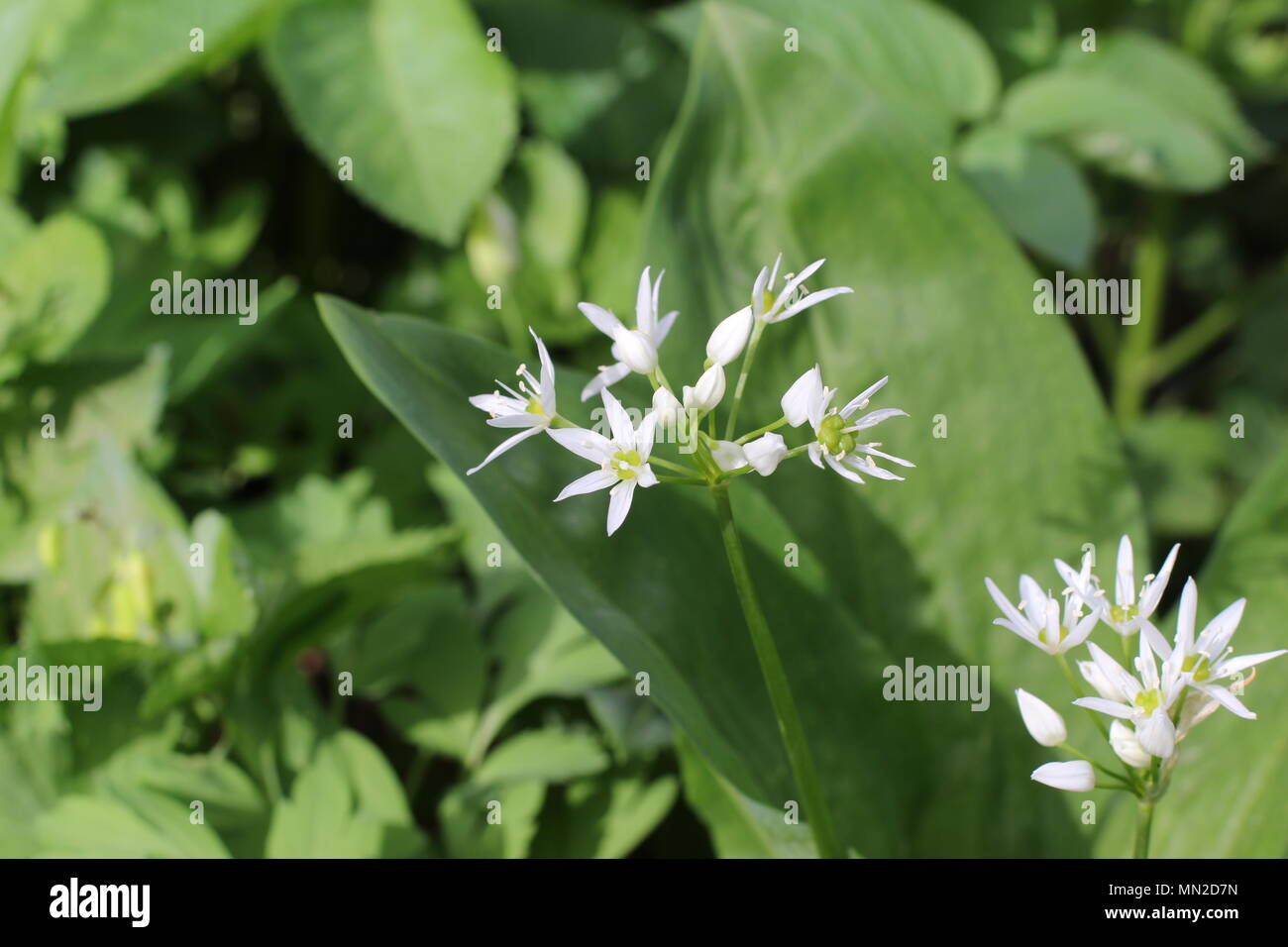 Fleurs blanches de l'Allium ursinum (ramsons) Banque D'Images