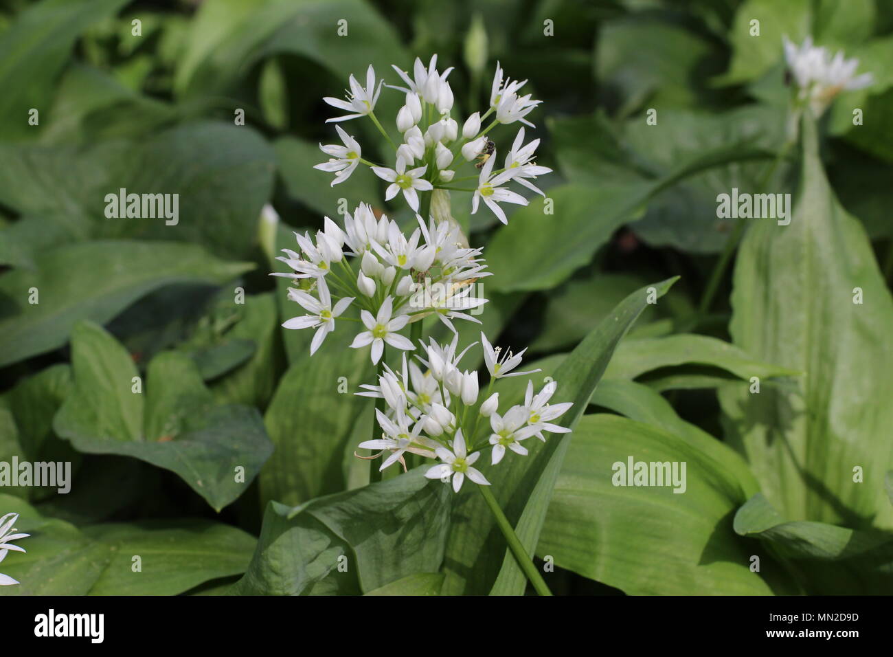 Fleurs blanches de l'Allium ursinum (ramsons) Banque D'Images