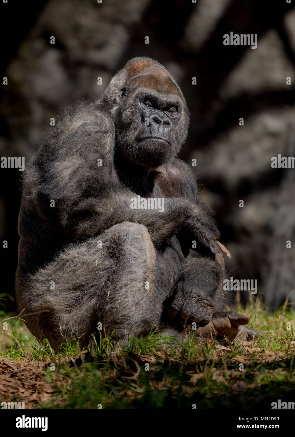 Grand Silverback Gorilla regarde l'appareil photo de Côté Colline Banque D'Images