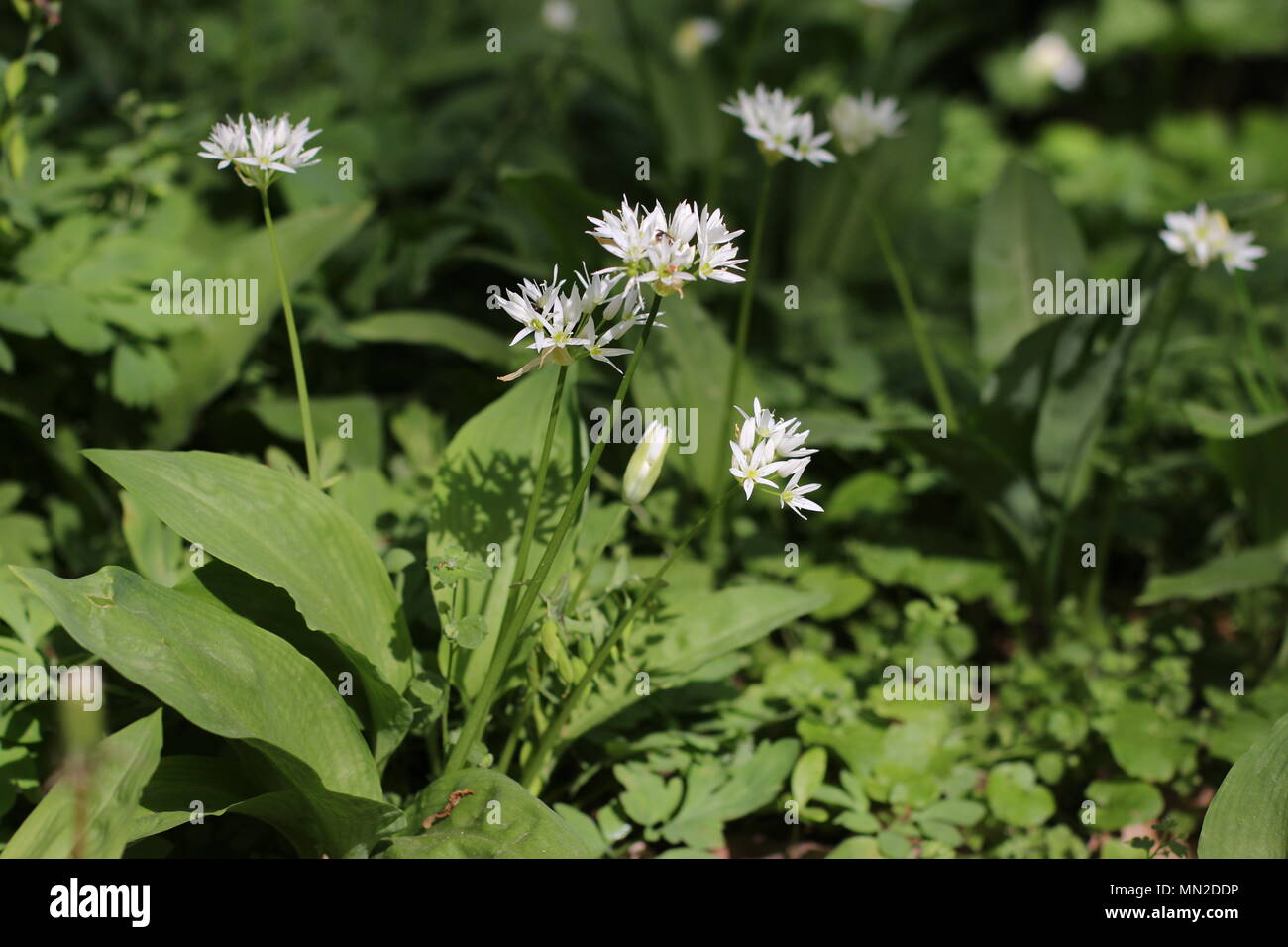 Fleurs blanches de l'Allium ursinum (ramsons) Banque D'Images