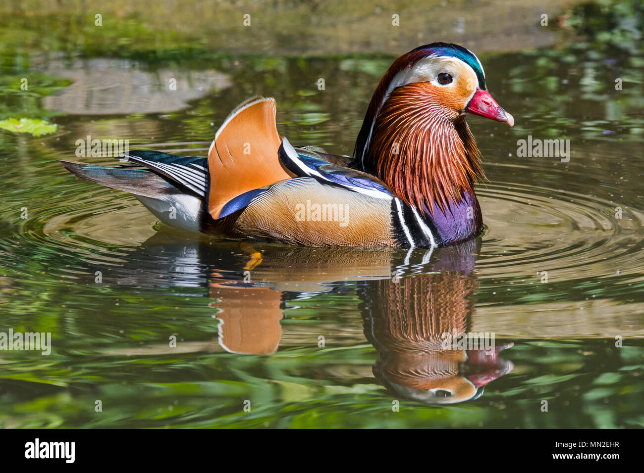 Canard mandarin (Aix galericulata) mâles nager dans l'étang, originaire de l'Asie de l'Est Banque D'Images