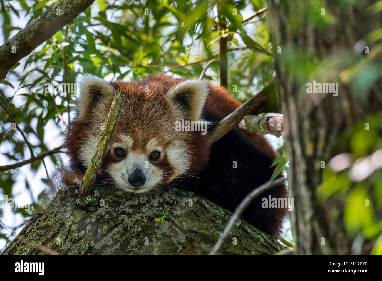 Curieux le panda rouge / petit panda (Ailurus fulgens) vu de l'arbre, originaire de l'Himalaya oriental et le sud-ouest de la Chine Banque D'Images