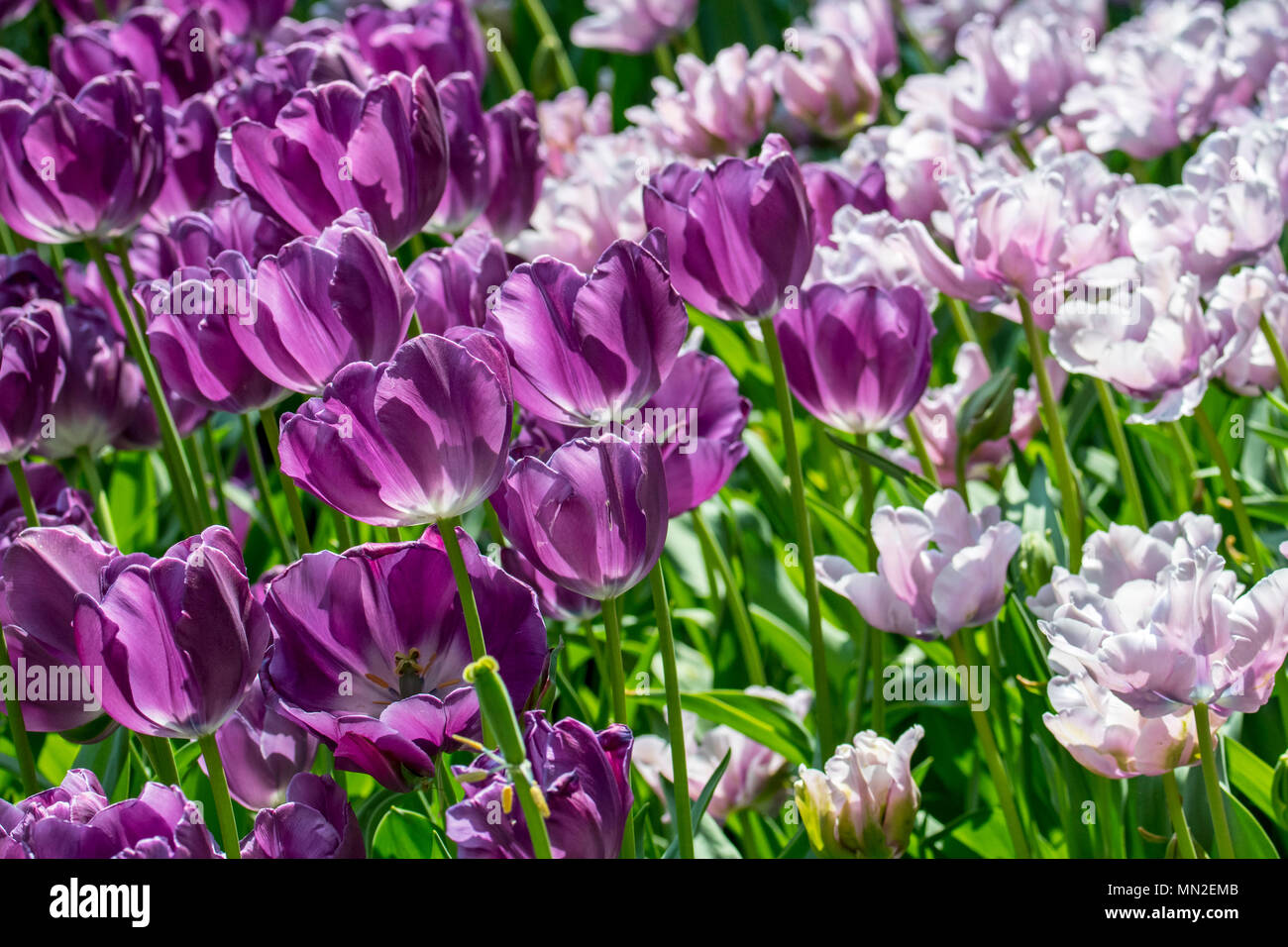 Parterre de fleurs aux couleurs violet et rose tulipe (Tulipa) en fleurs au printemps dans la région de city park Banque D'Images