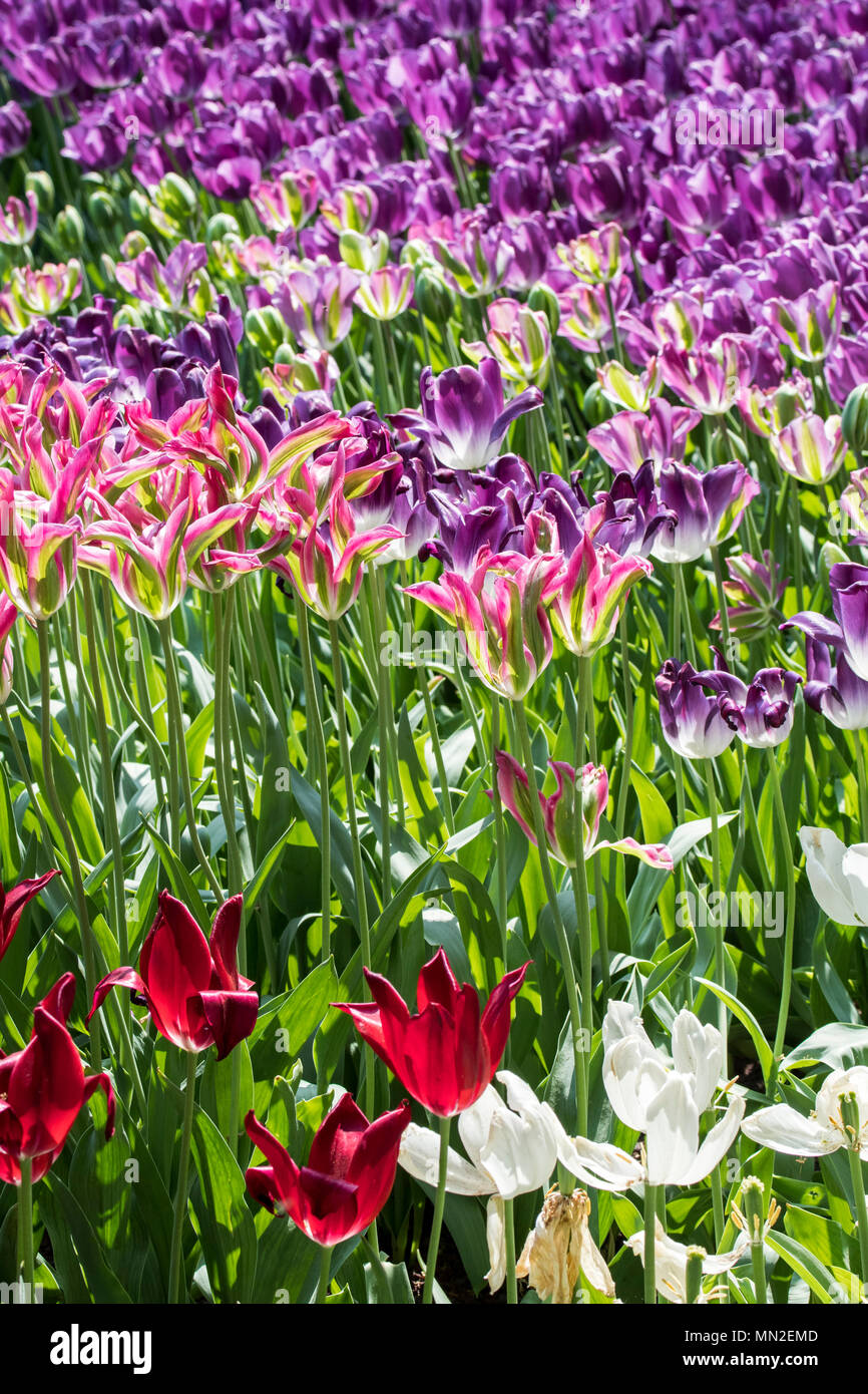 Avec parterre de tulipes colorées (Tulipa) en fleurs au printemps dans la région de city park Banque D'Images