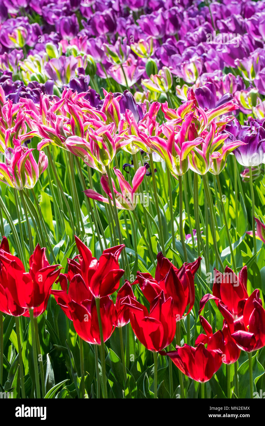Avec parterre de tulipes colorées (Tulipa) en fleurs au printemps dans la région de city park Banque D'Images