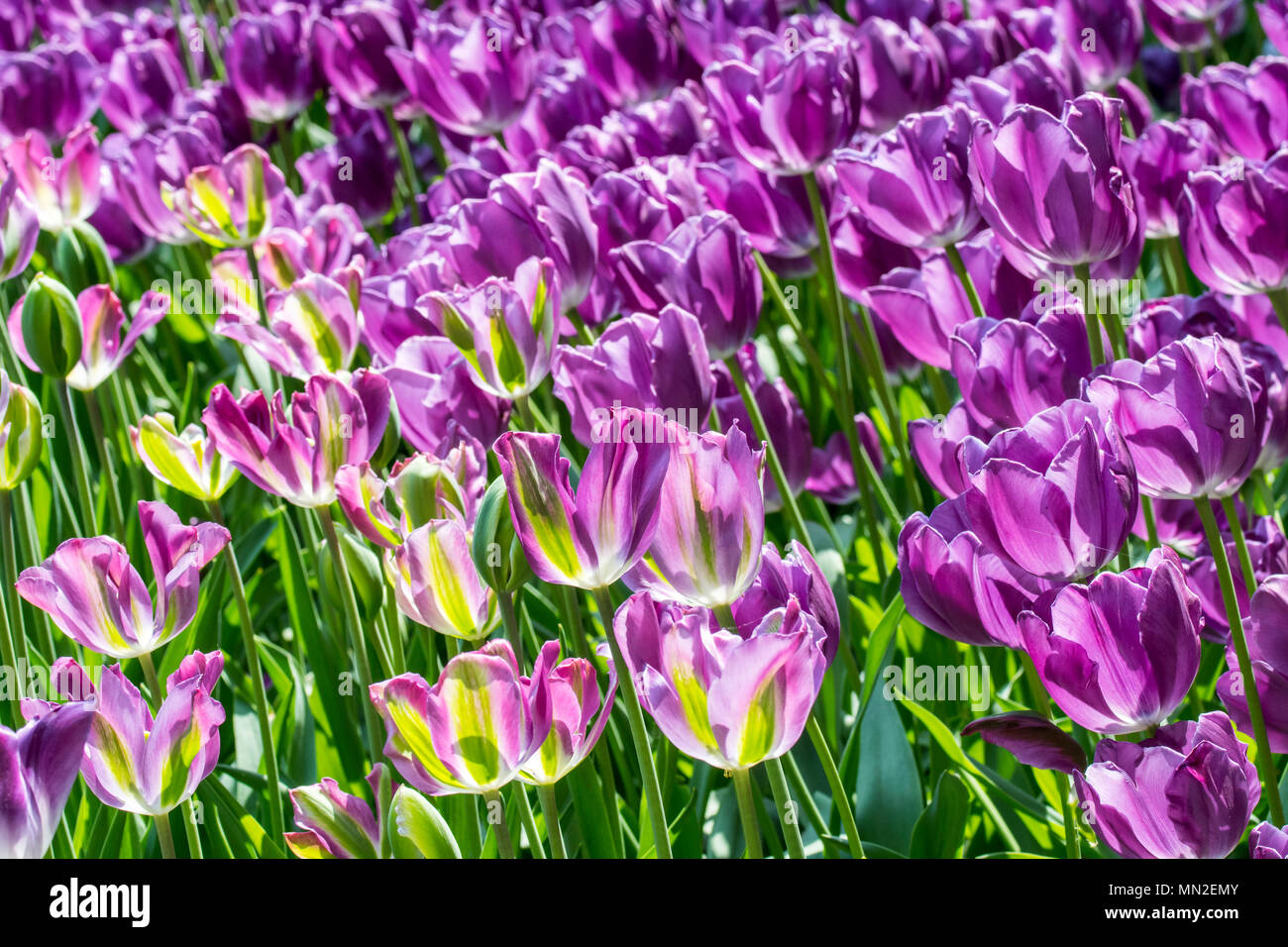 Parterre de fleurs avec des tulipes (Tulipa) fuchsia en fleurs au printemps dans la région de city park Banque D'Images