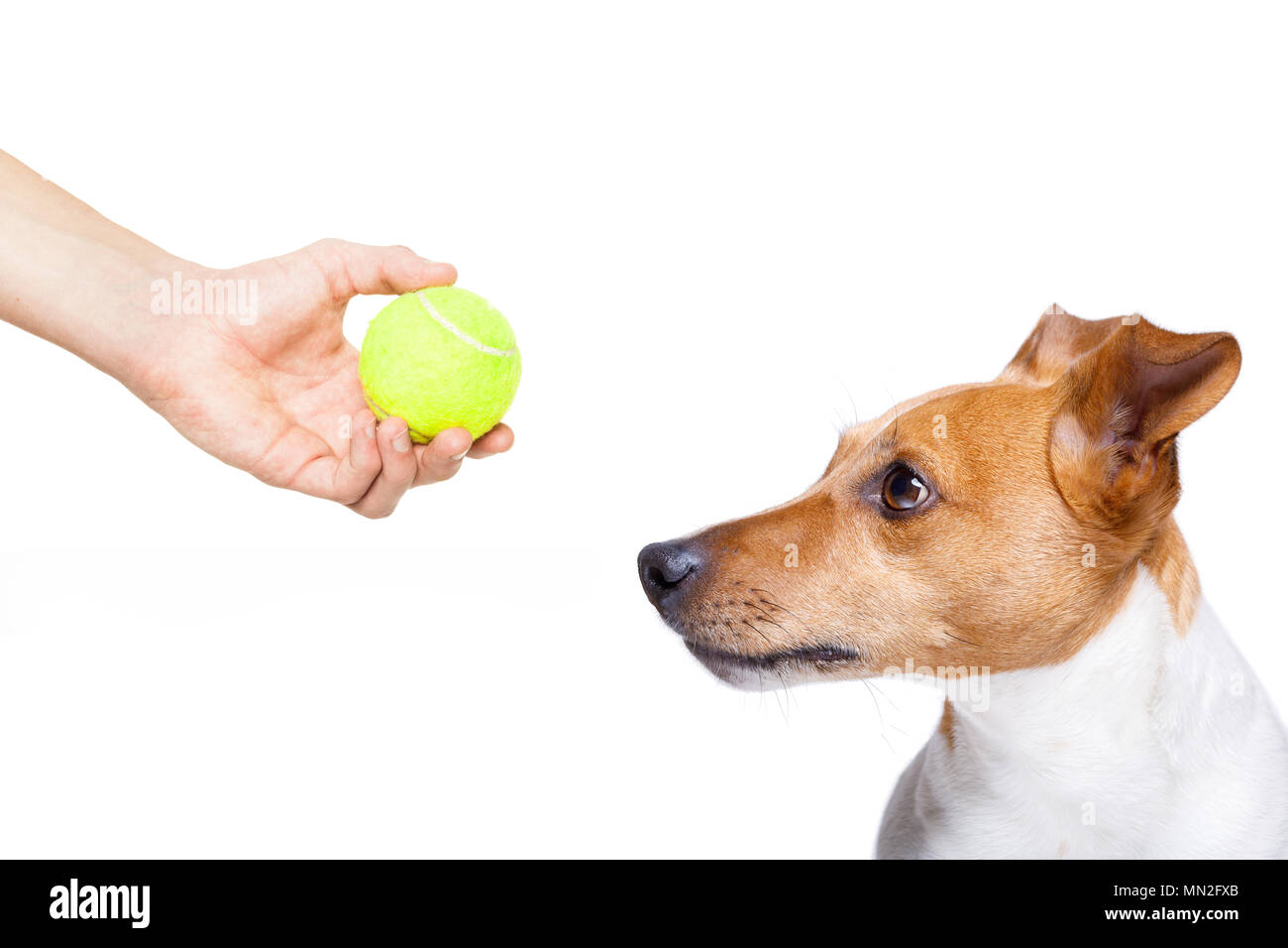 En attente de propriétaire de chien à jouer avec balle de tennis et la promenade avec une laisse Banque D'Images