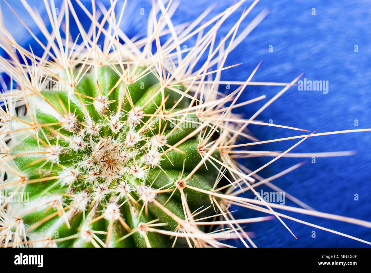 Vue de dessus du cactus vert avec de longues épines sur fond bleu texturé lumineux. Banque D'Images