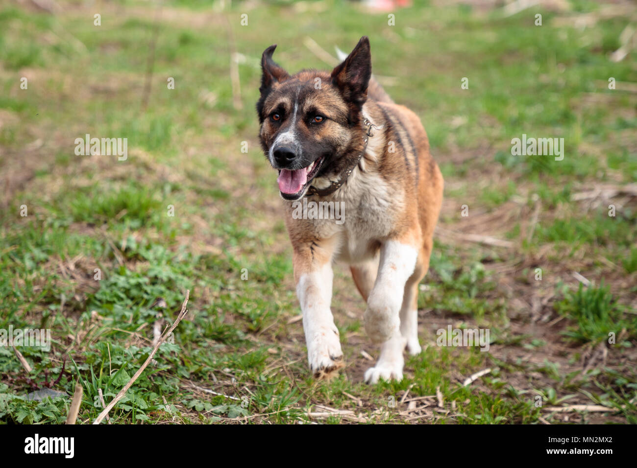 Grand chien pour une promenade dans l'après-midi Banque D'Images