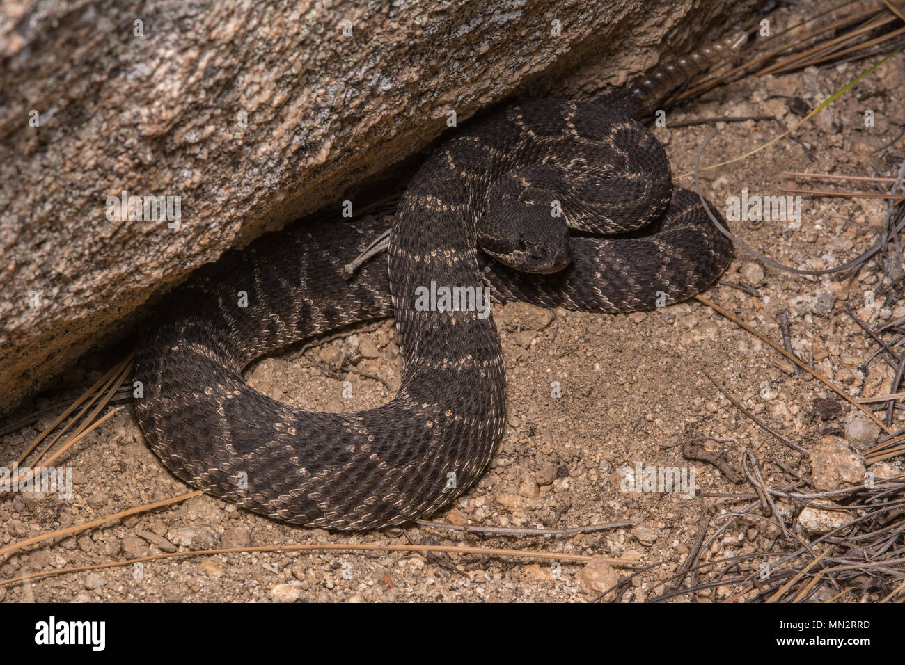 Pacifique Sud (Crotalus oreganus Crotale helleri) à partir de la Sierra Jurarez, Baja California, Mexique. Banque D'Images