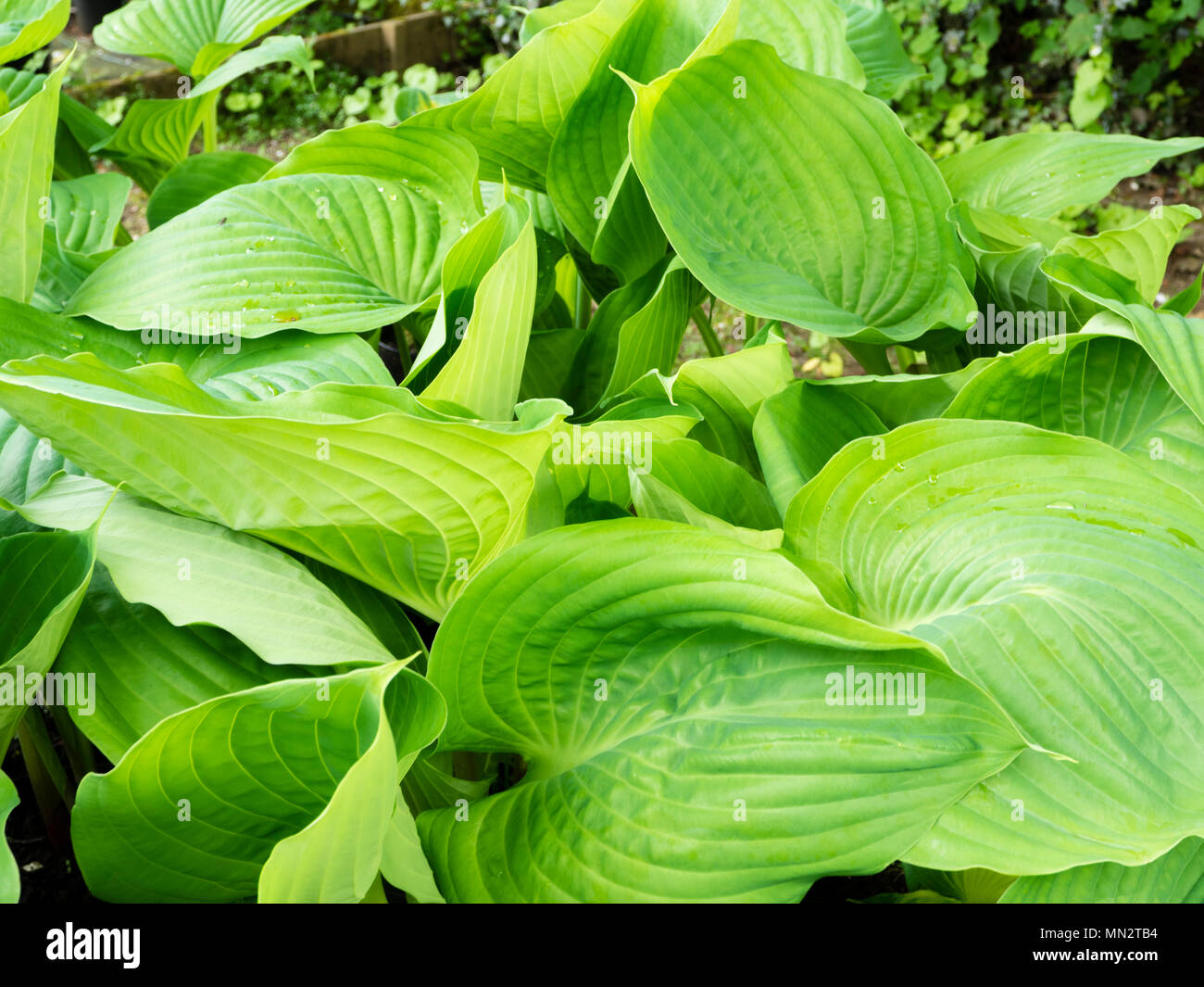 Les feuilles de la plante ornementale massive hosta, Hosta 'Sum and Substance' Banque D'Images