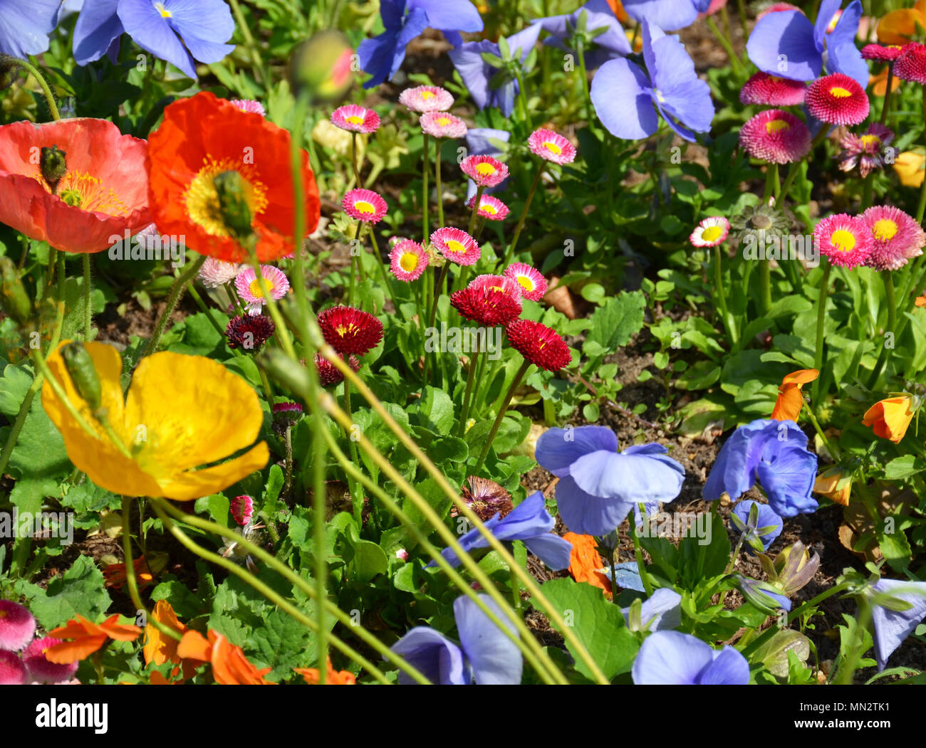 Domaine de fleurs colorées Banque D'Images