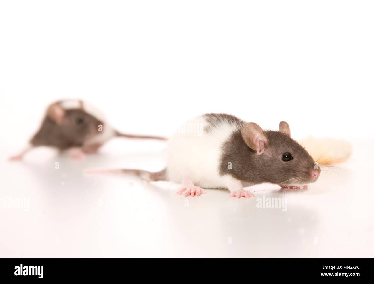 Rat baby Banque de photographies et d’images à haute résolution Alamy