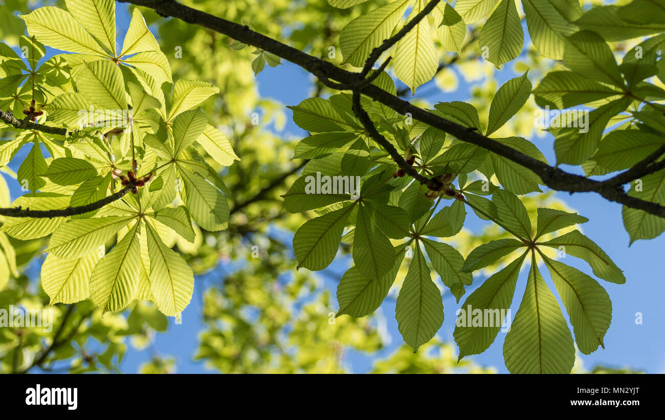 Feuilles de châtaignier rétroéclairé. Aesculus hippocastanum. Beau feuillage luxuriant. Arbre branche Conker close-up. Ciel bleu, temps de printemps ensoleillé. Focus sélectif. Banque D'Images