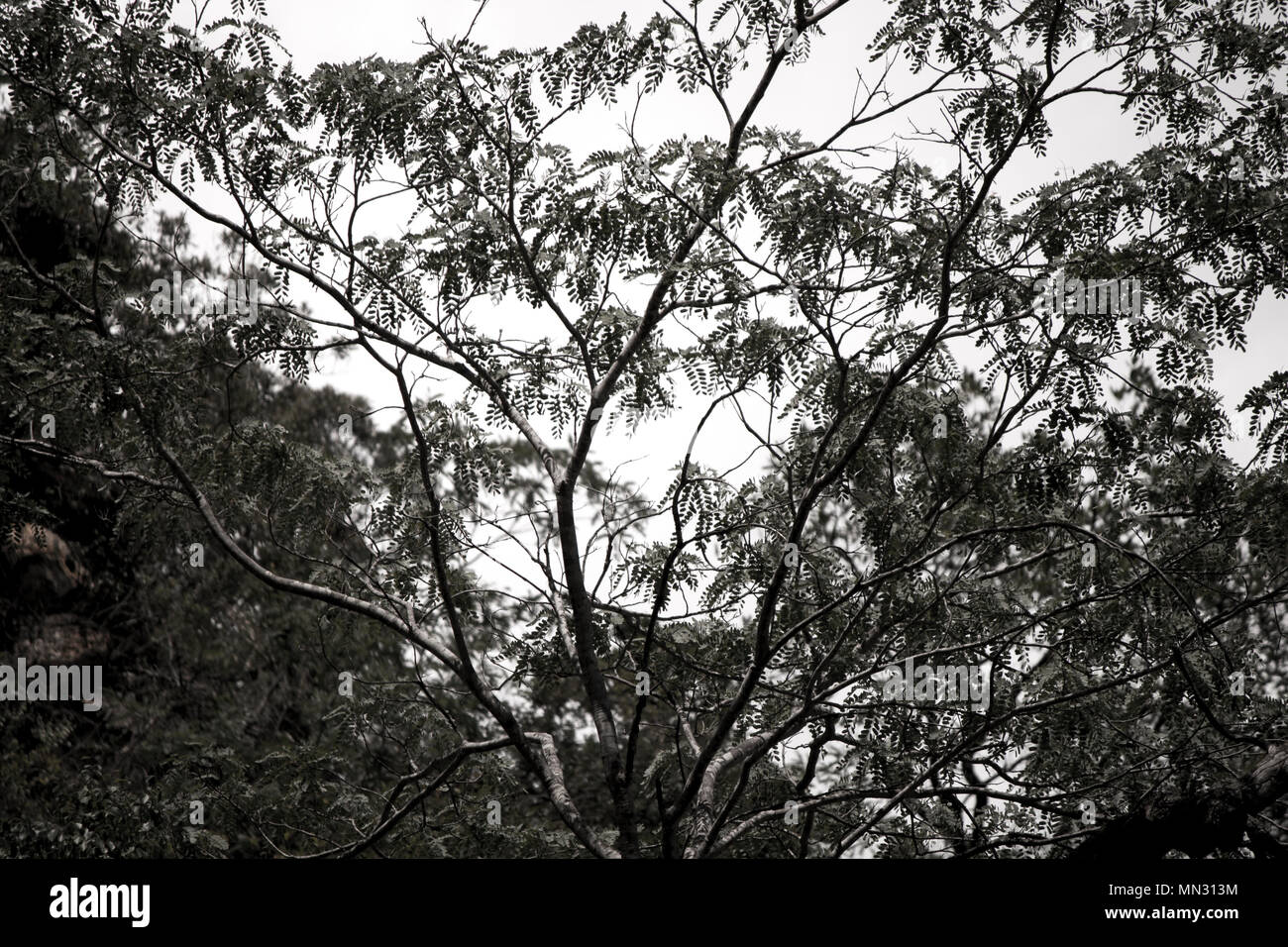 Arbre solitaire Banque D'Images