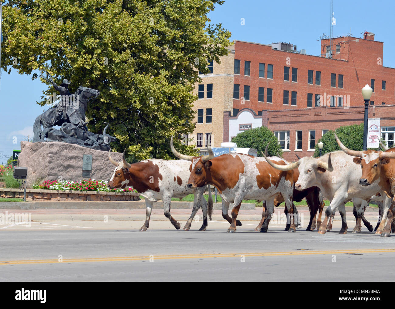 Longhorn cattle trot passé la "Traversée de la Red" statut à ce palais de justice du comté de Jackson, le 26 septembre 2017 dans l'Oklahoma Altus,. La statue commémore le 100e anniversaire de la fondation de la ville d'Altus en 1991, avec son riche patrimoine, de l'agriculture. (U.S. Air Force photo par M. Kenny Scarle/libérés) Banque D'Images