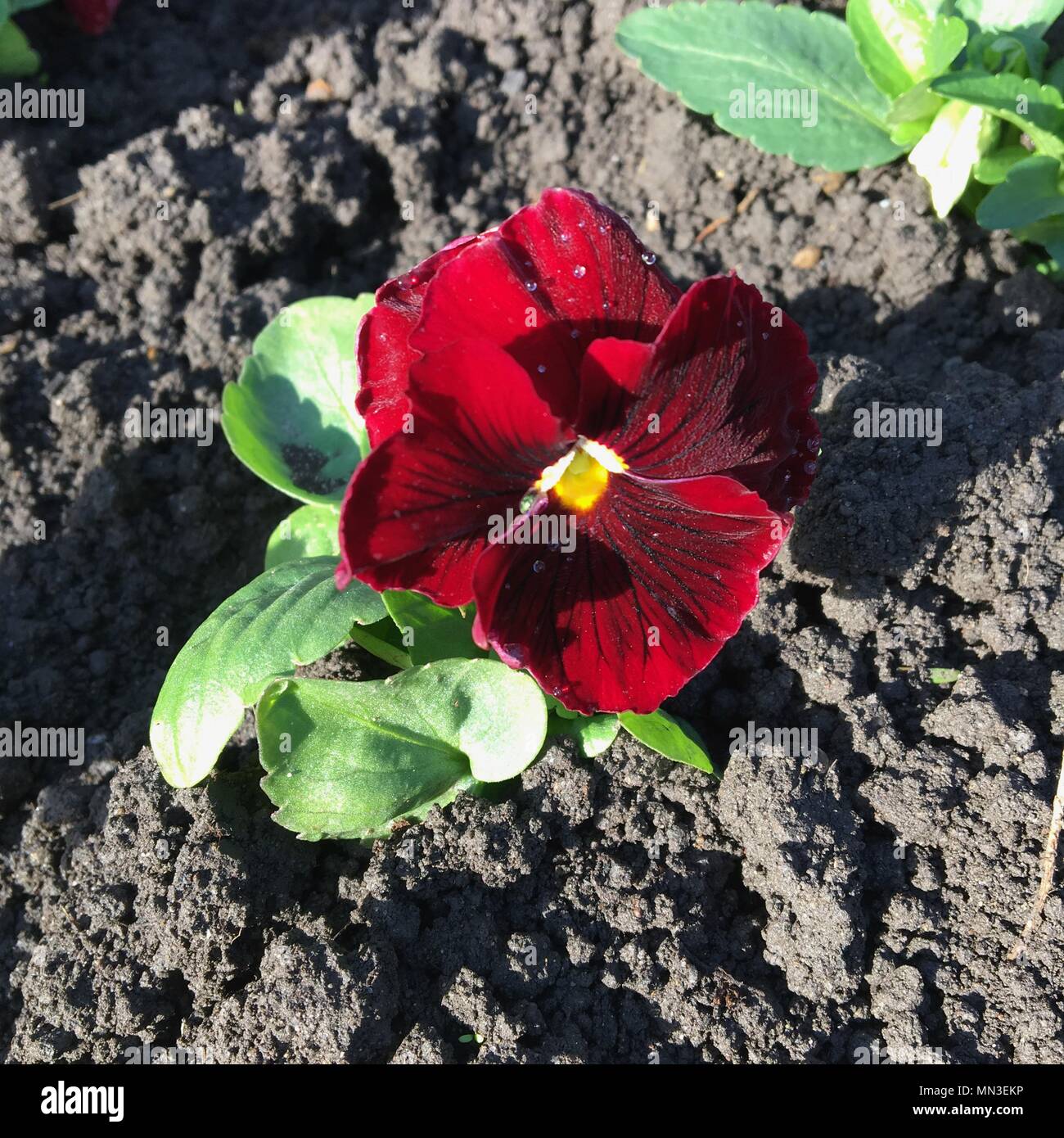 Une fleur rouge pansy planté dans un lit de fleur de terre Banque D'Images