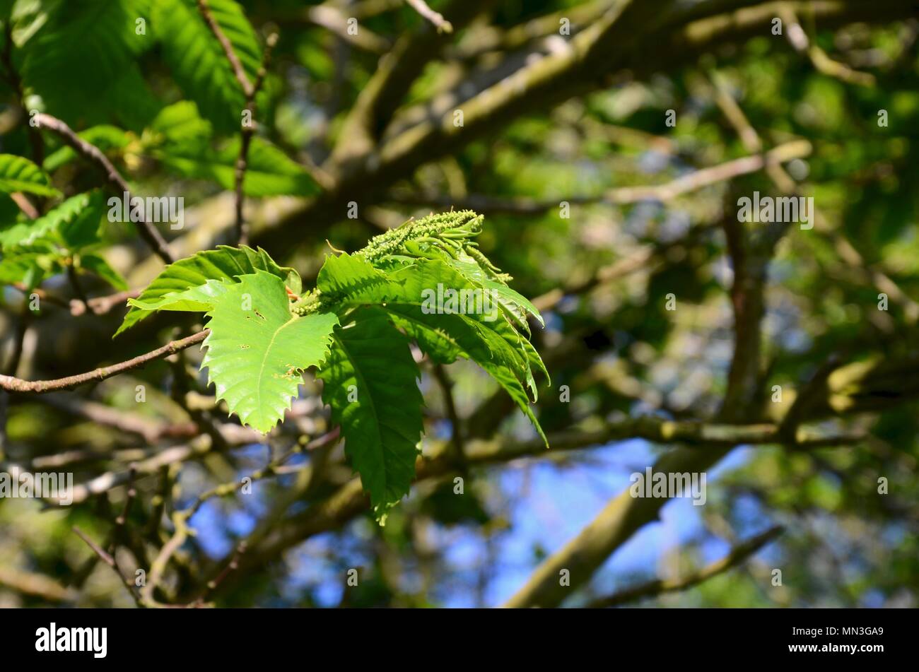 Feuilles dentelées arbres Banque de photographies et d’images à haute — free download