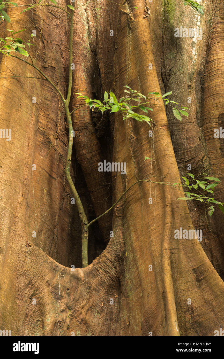 Le contrefort racines d'un arbre Ficus dans la jungle, la Quebrada Valencia, Magdalena, Colombie Banque D'Images