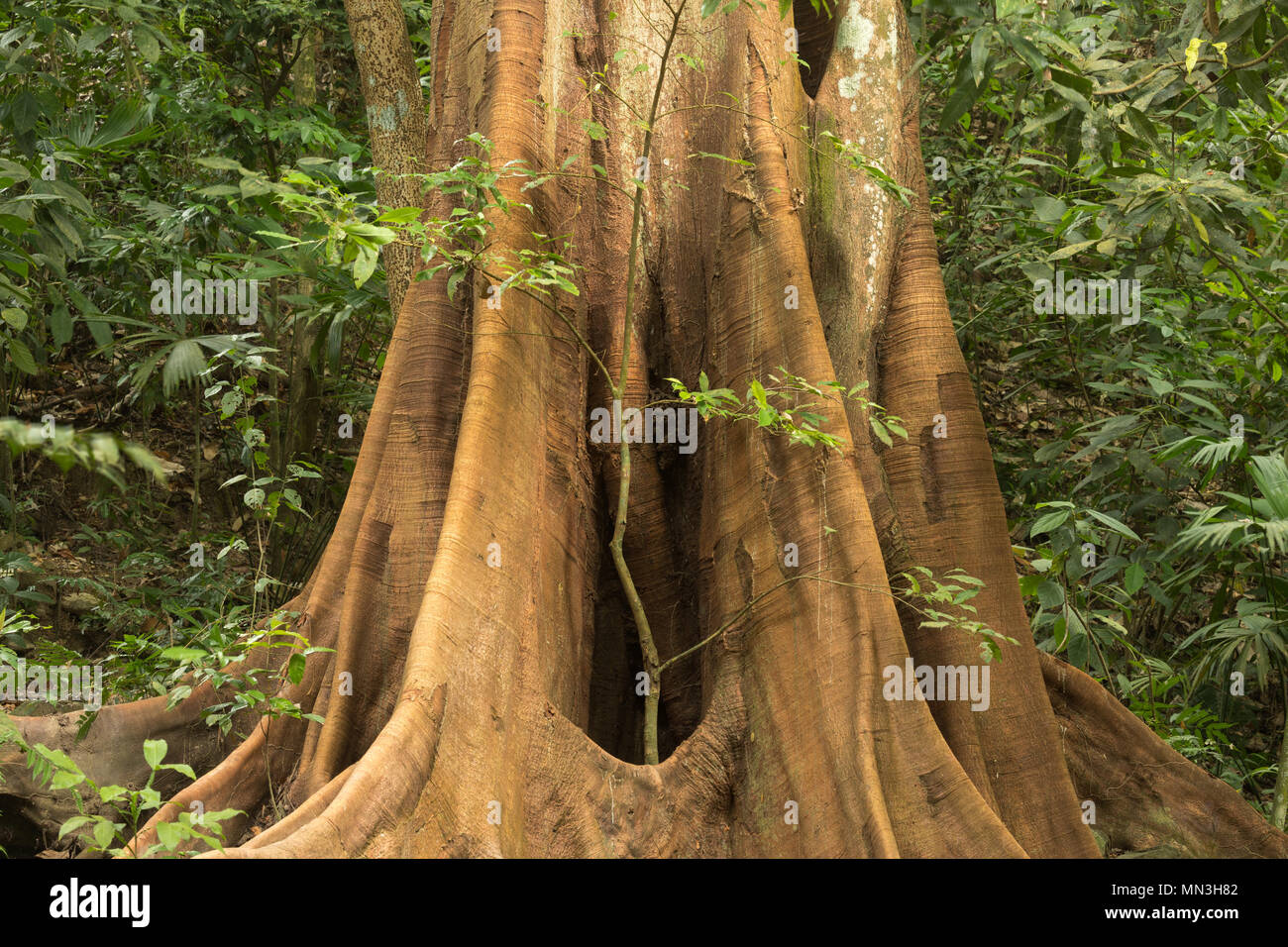 Le contrefort racines d'un arbre Ficus dans la jungle, la Quebrada Valencia, Magdalena, Colombie Banque D'Images