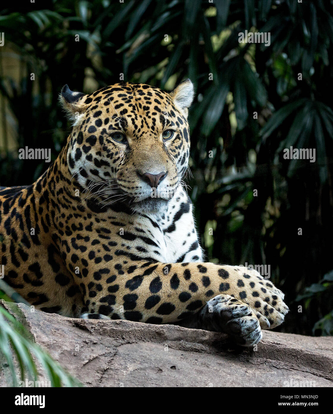 Jaguar (Panthera onca) Banque D'Images