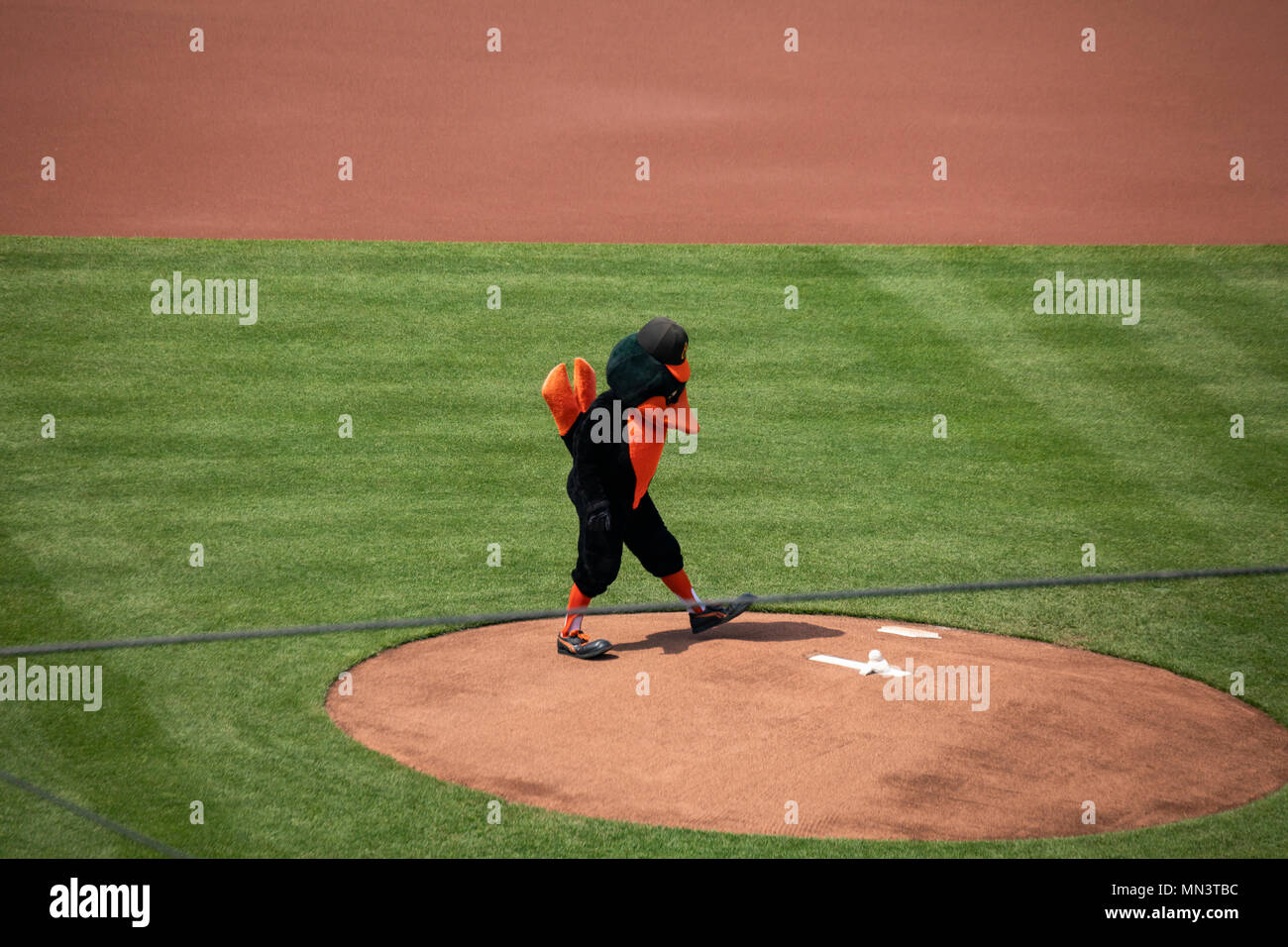 Baltimore, MD, USA - 12 mai 2018 - la mascotte des orioles de Baltimore, le pitching mound Camden Yard à Baltimore. Banque D'Images