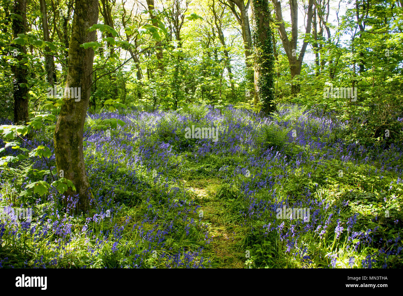 Un Cornish bluebell wood au printemps - John Gollop Banque D'Images