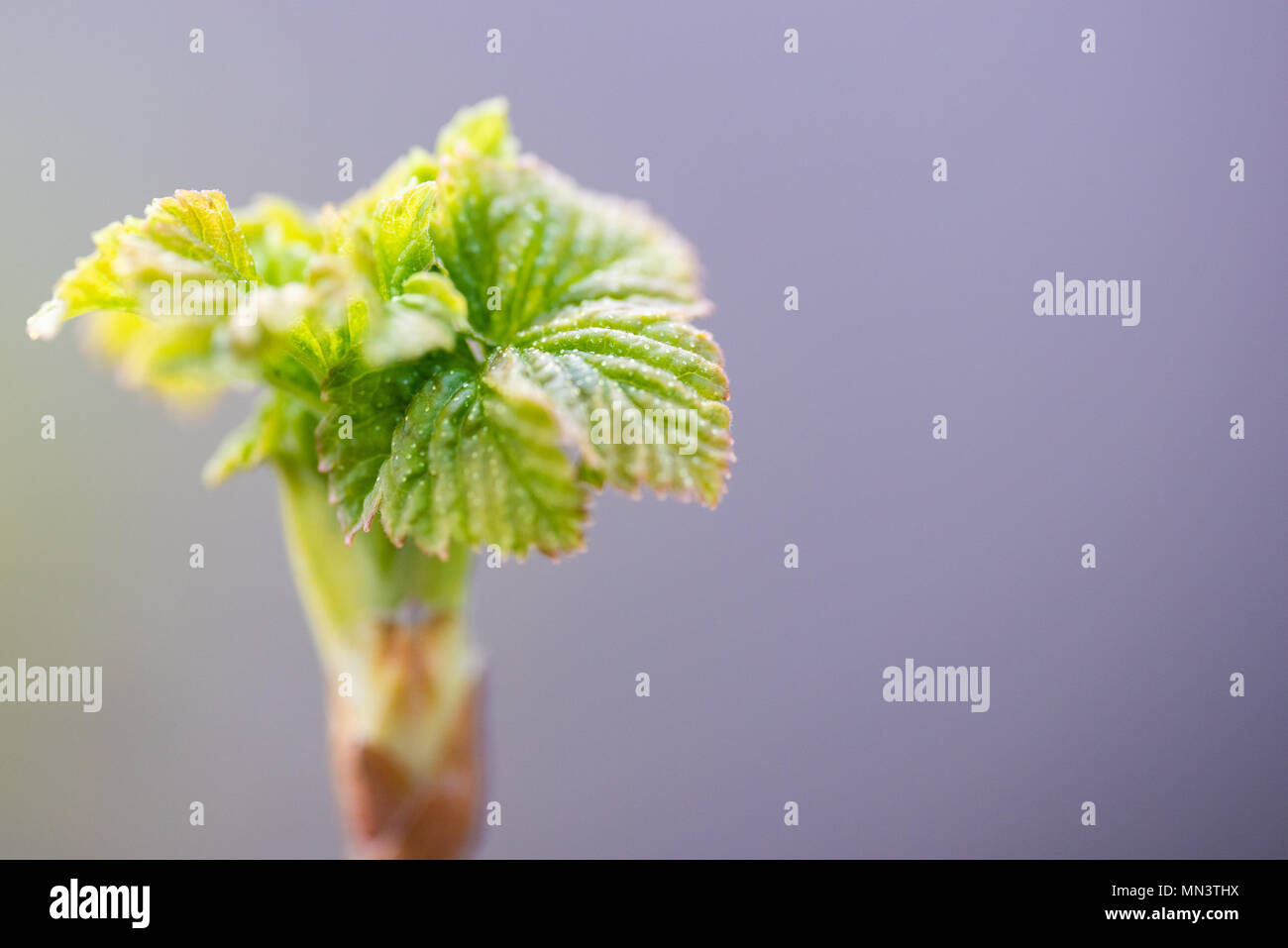 Les jeunes feuilles fleurs fraîchement de cassis. Banque D'Images