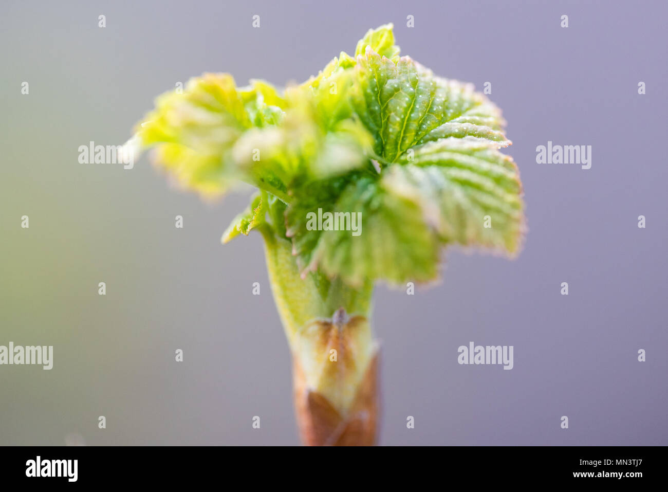 Les jeunes feuilles fleurs fraîchement de cassis. Banque D'Images