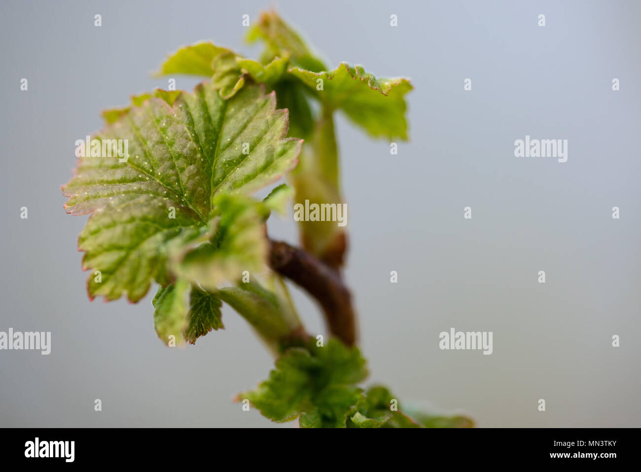 Les jeunes feuilles fleurs fraîchement de cassis. Banque D'Images