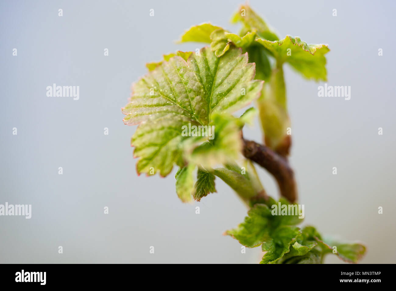 Les jeunes feuilles fleurs fraîchement de cassis. Banque D'Images