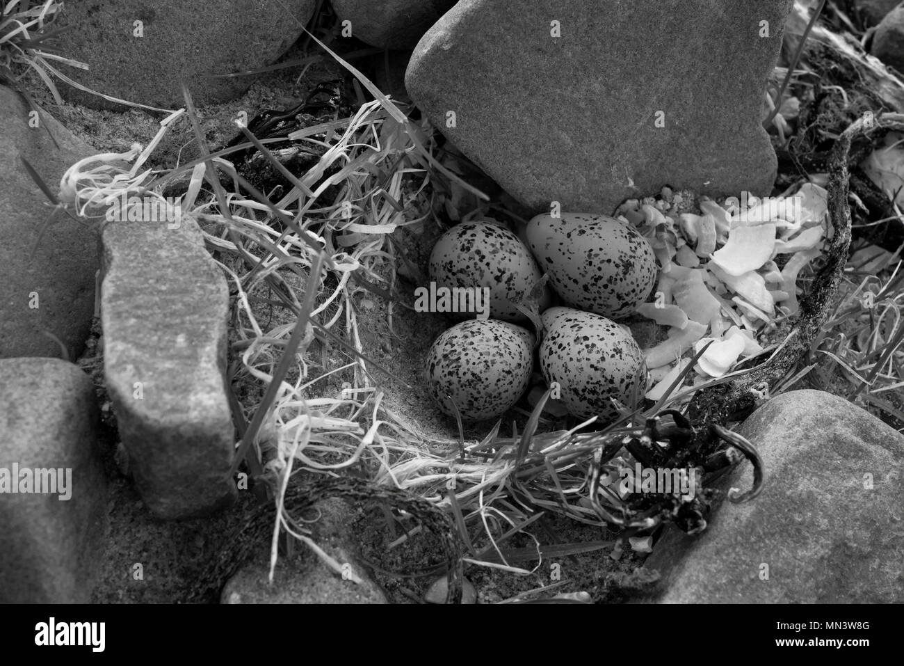 Ringed Plover (Charadrius hiaticula) nest-éraflure avec quatre œufs, Mellon Udrigle, Wester Ross, Highlands, Scotland, UK Banque D'Images
