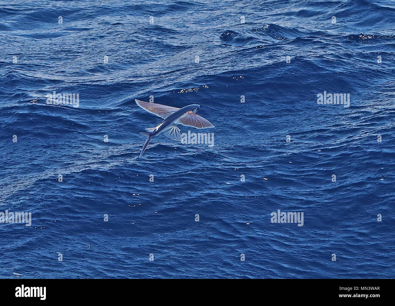 Les poissons volants survolant le Cap Vert, la mer Atlantique Est Mayex Banque D'Images