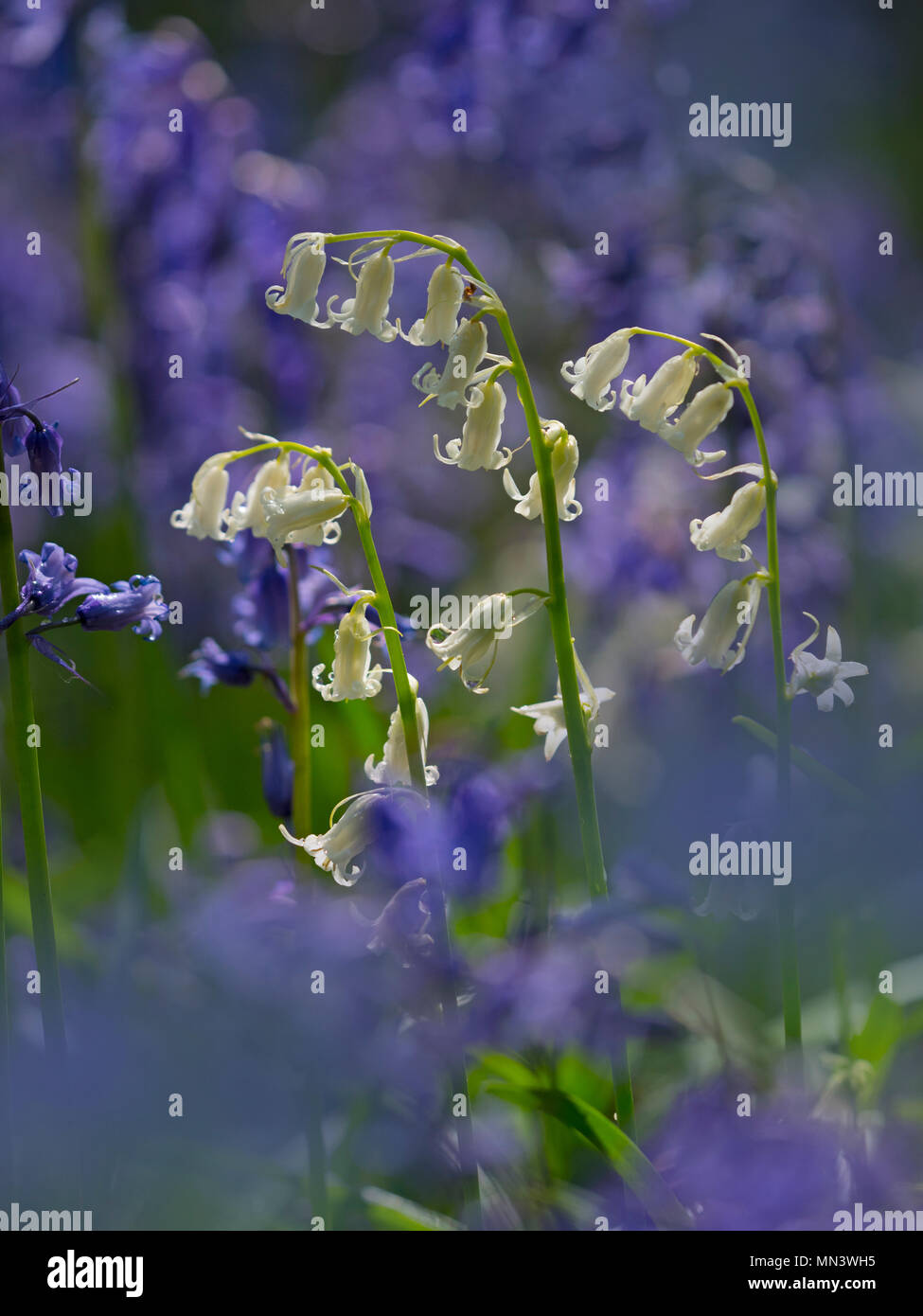 Jacinthes et variation blanc Hyacinthoides non-scriptus Blickling Grand Bois peuvent Banque D'Images