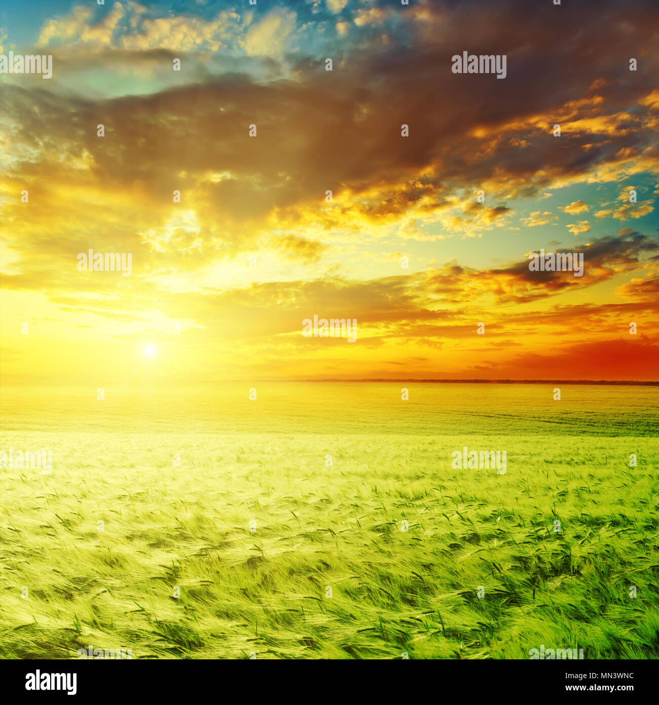 L'agriculture et coucher du soleil orange dans les nuages Banque D'Images