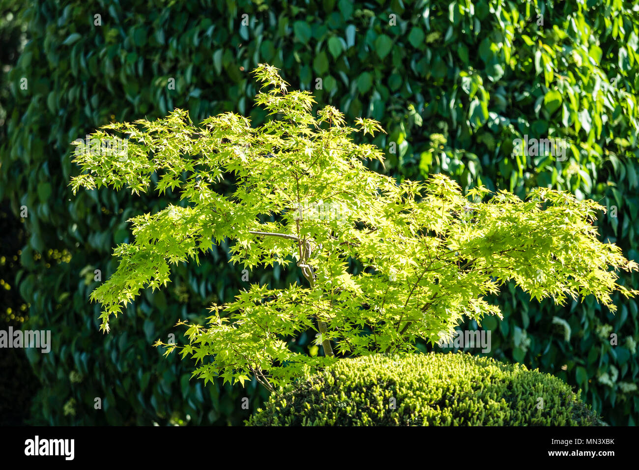 Jardin japonais, Fribourg-en-Brisgau, Allemagne, du Pays : Banque D'Images