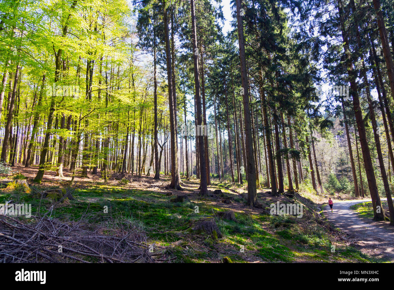 Scène de Woodland Banque D'Images