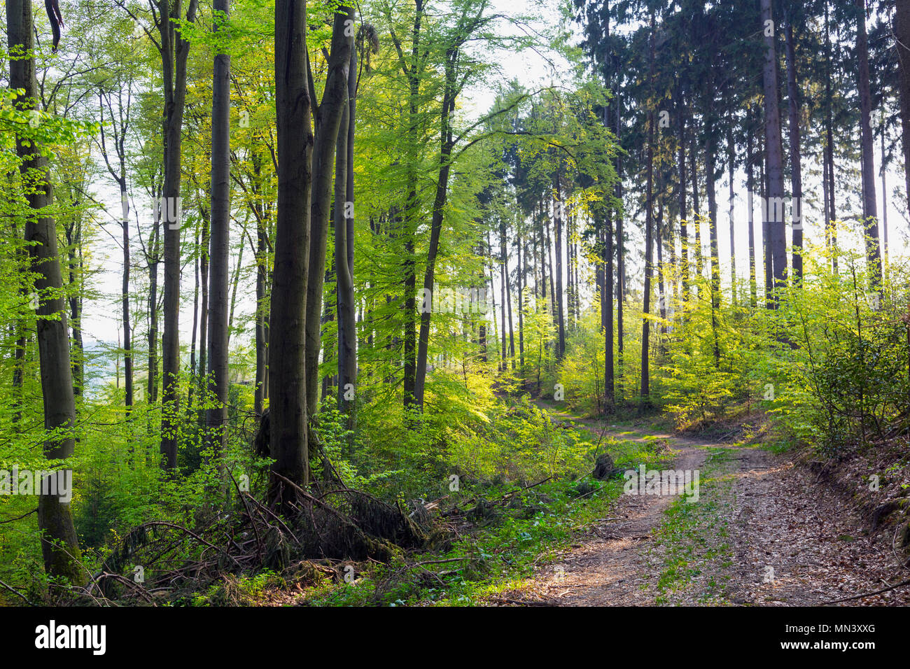 Scène de Woodland Banque D'Images