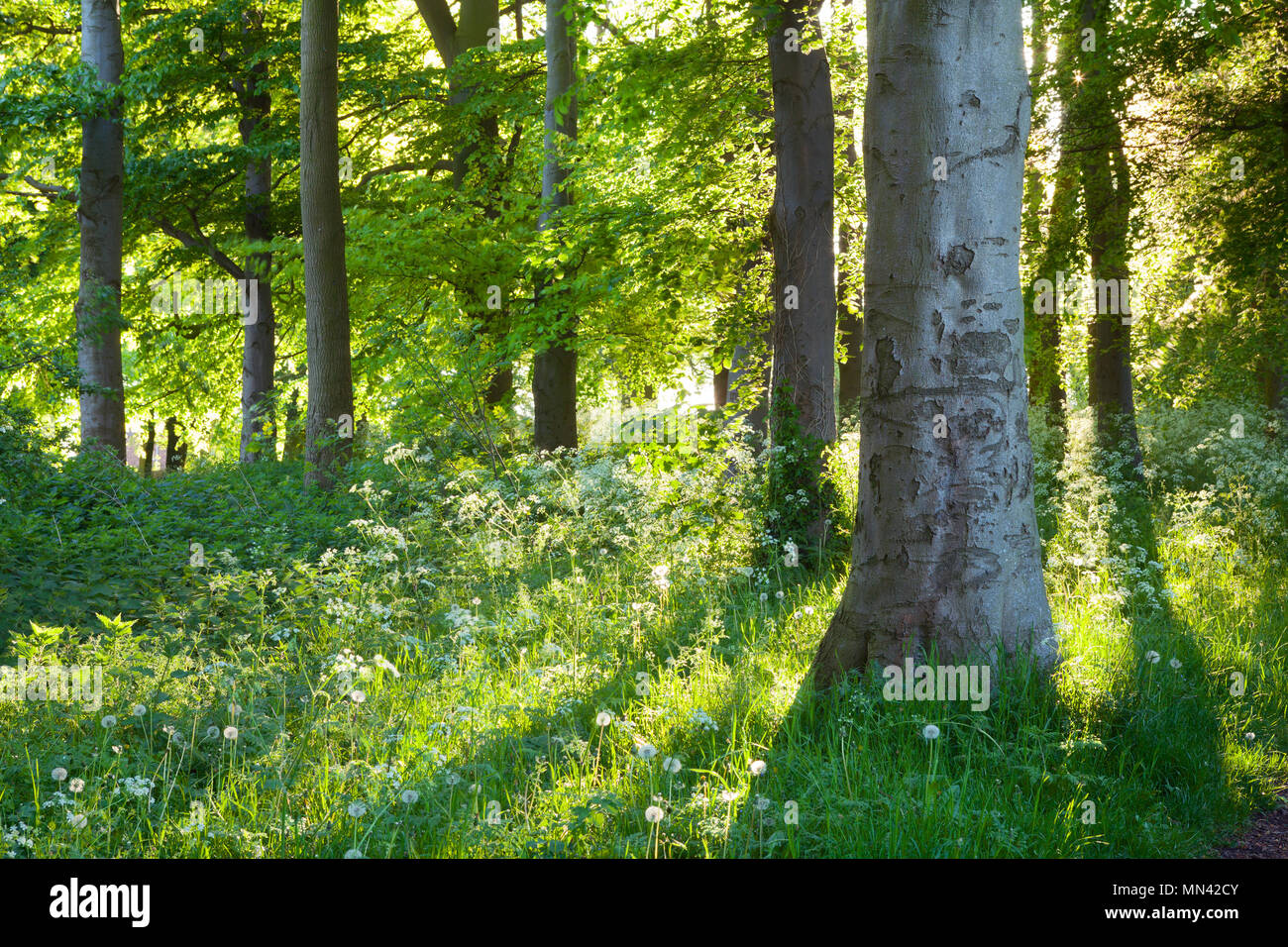 Barton-upon-Humber, Nord du Lincolnshire, au Royaume-Uni. 14 mai, 2018. Météo France : Début de la lumière du matin sur cow parsley et les hêtres dans Baysgarth Park au printemps. Barton-upon-Humber, Nord du Lincolnshire, au Royaume-Uni. 14 mai 2018. Credit : LEE BEEL/Alamy Live News Banque D'Images