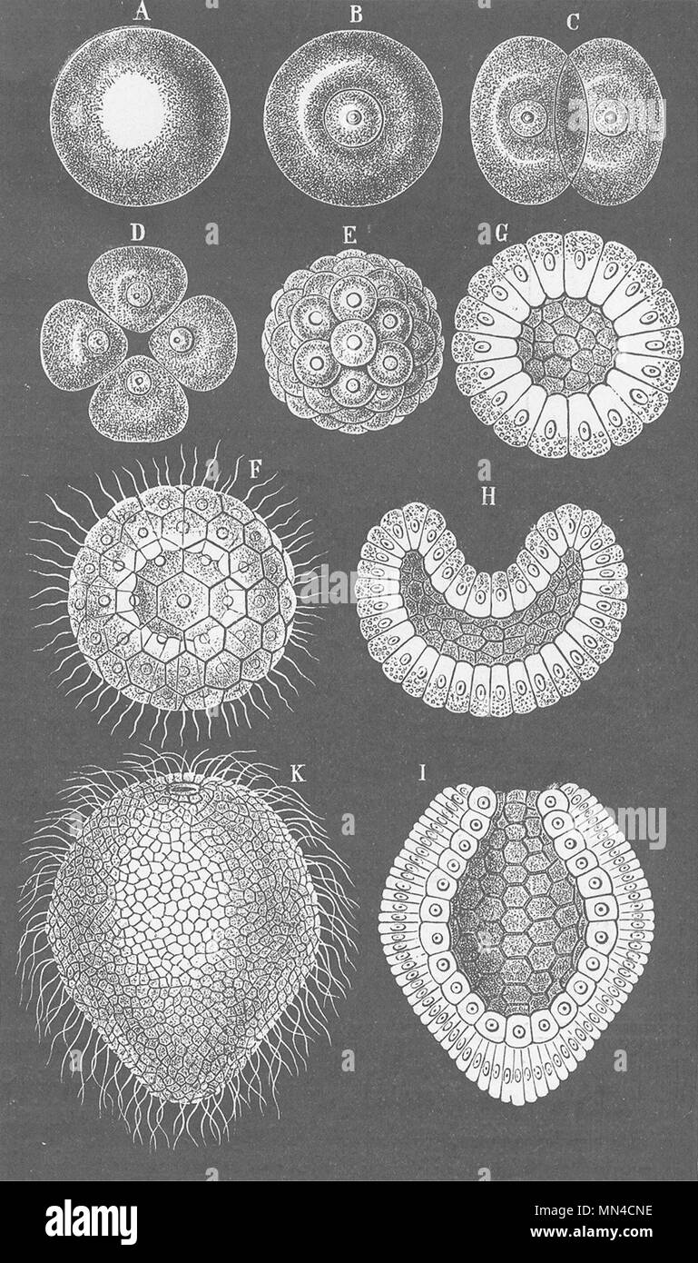 COELENTARATA. Étapes de développement d'Monoxenia darwini 1896 old print Banque D'Images