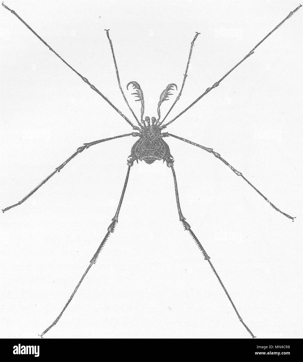 SOUTH AMERICAN HARVEST araignée. Gonyleptes spinipes 1896 vieux ancien Banque D'Images
