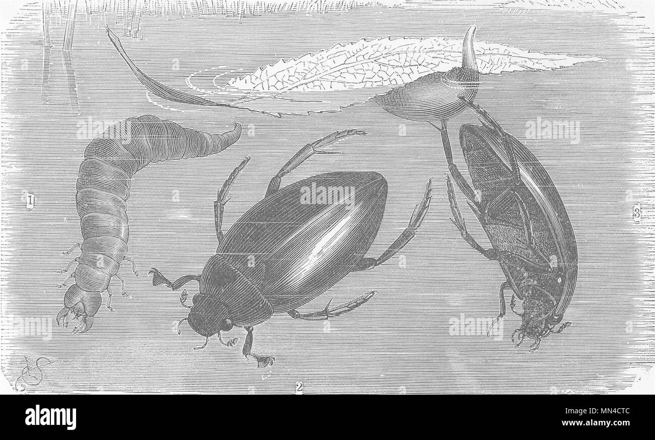 Les coléoptères. Great black beetle-eau, larve, cocon d'oeufs 1896 vieux ancien Banque D'Images