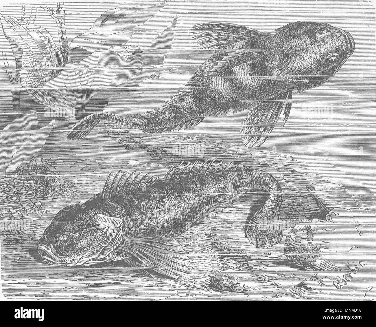 Têtes de poisson Banque d'images noir et blanc - Alamy