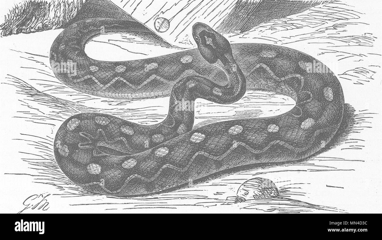 Les serpents. L'EJA, ou le désert vu-viper 1896 ancienne vintage print photo Banque D'Images