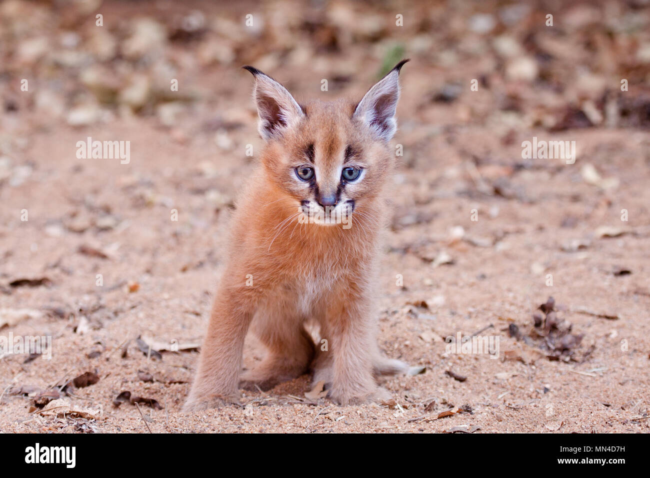 Un Bebe Chaton Caracal En Afrique Du Sud Felis Caracal Photo Stock Alamy