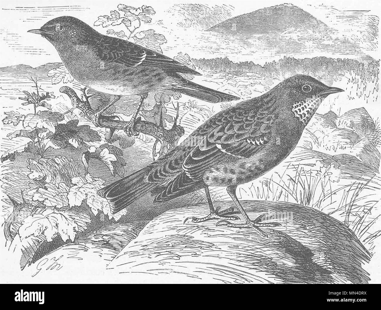 Oiseaux percheurs. Hedge-sparrow & alpine accentor 1894 ancienne imprimer photo Banque D'Images