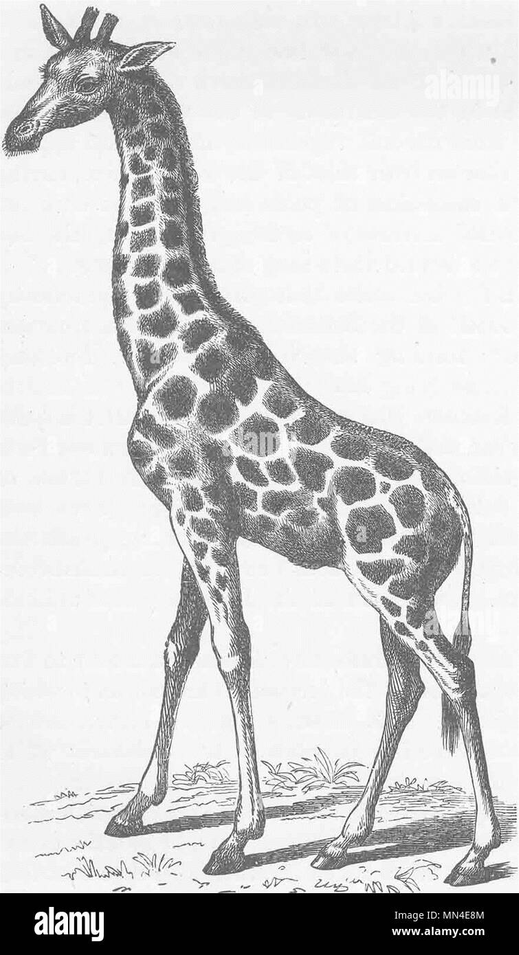 L'AFRIQUE DU SUD. Girafe d'Afrique du Sud 1894 ancienne vintage print photo Banque D'Images