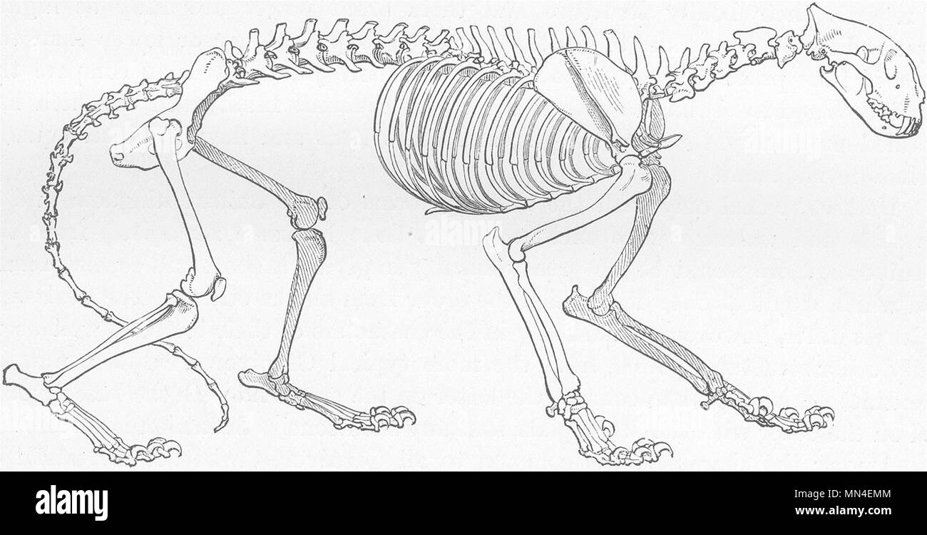 Les animaux. Squelette de tiger 1893 ancienne vintage print photo Banque D'Images